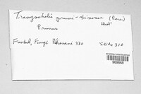 Tranzschelia pruni-spinosae image